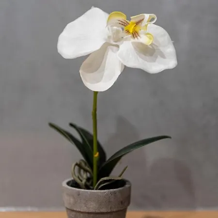 Wonderful In Paradise Apartamento Santa Cruz de Tenerife