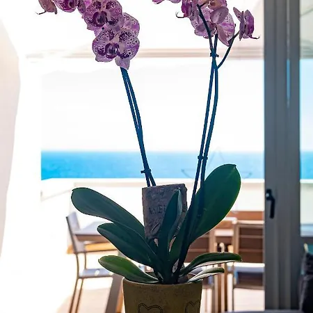 Wonderful In Paradise Apartment